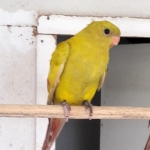 Jos cox zijn Parkieten