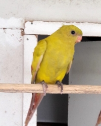 Jos cox zijn Parkieten