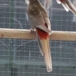 Penanten, konings, rosella  mutaties