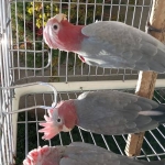 Roze Kaketoes Split Lutino