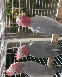 Roze Kaketoes Split Lutino