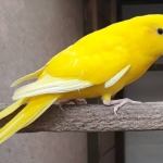 Gele Geelkop Kakarikies