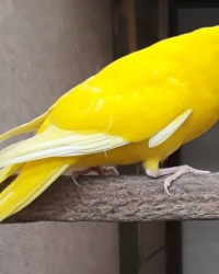 Gele Geelkop Kakarikies