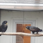 ZP Glanzflügelpapagei (Pionus chalcopterus) zu Verkaufen.