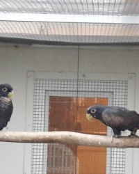 ZP Glanzflügelpapagei (Pionus chalcopterus) zu Verkaufen.