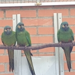 Gezocht: 1-0 ara manilata Orthopsittaca manilatus mogelijkheid om 0.1 te ruilen voor een 1.0 Ara manilata    te koop: 0-2 Illigers Ara Maracana van 2025, inclusief  DNA en Cites 1-0 primolius Auricollis, geelnek ara van 2016