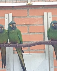 Gezocht: 1-0 ara manilata Orthopsittaca manilatus mogelijkheid om 0.1 te ruilen voor een 1.0 Ara manilata    te koop: 0-2 Illigers Ara Maracana van 2025, inclusief  DNA en Cites 1-0 primolius Auricollis, geelnek ara van 2016