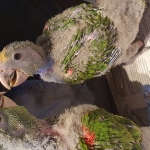 Te koop jonge Oratrixs amazone Dubbelegeelkop