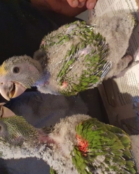 Te koop jonge Oratrixs amazone Dubbelegeelkop