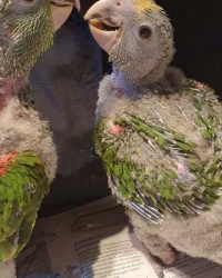 Te koop jonge Oratrixs amazone Dubbelegeelkop