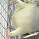 Halsbandparkieten/Ringnecks