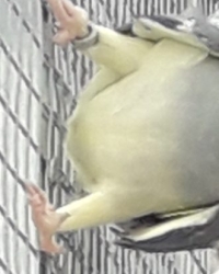 Halsbandparkieten/Ringnecks