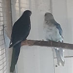 Rosellas In div mutaties