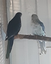 Rosellas In div mutaties