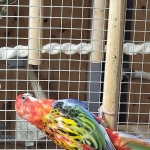 ROSELLAS/OMNICOLORES