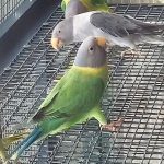 Plumhead Breedingpairs/birds