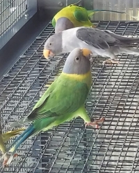 Plumhead Breedingpairs/birds