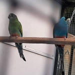 Goudschouderparkiet / Golden-shouldered parrot