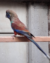 Redvented Blue Bonnet