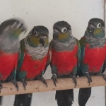 Rotbauchsittich Pyrrhura perlata perlata