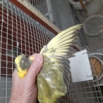 eigen kweek pruimenkopparkieten