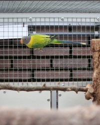 Jonge Opaline pruimkop man 2024 EK