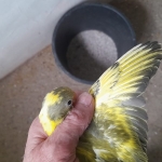 eigen kweek pruimenkopparkieten