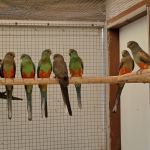 Veelkleurenparkiet Grijsgroen