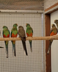 Veelkleurenparkiet Grijsgroen