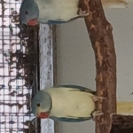 Halsband/ringneck parkieten