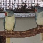 Halsband/ringneck parkieten