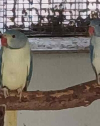 Halsband/ringneck parkieten