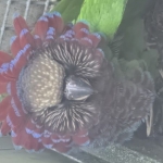 Deroptyus accipitrinus fuscifrons