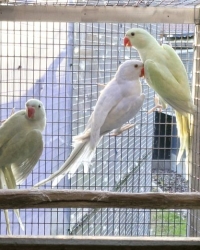 HALSBAND PARKIETEN