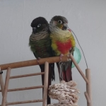 2 lieve Pyrrhura’s Loki & El Chapo incl. kooi & speelplaats