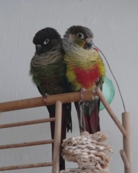 2 lieve Pyrrhura’s Loki & El Chapo incl. kooi & speelplaats