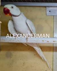 Alexander Parkieten mutaties