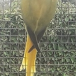 Halsbandparkieten/Ringnecks