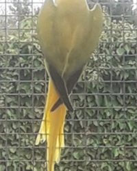 Halsbandparkieten/Ringnecks