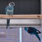 Blauwe Barnard Parkieten
