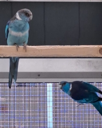 Blauwe Barnard Parkieten