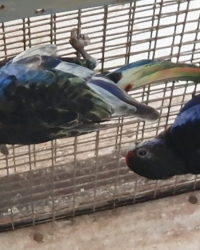 Koppels rosella’s en strogeel