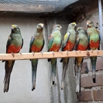 Veelkleuren Parkieten