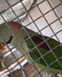 Alexander Parkieten diverse mutaties