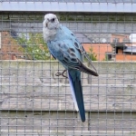 Rosella: 0-1 blauw golden / pastel 2025