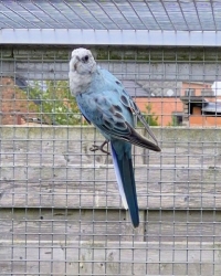 Rosella: 0-1 blauw golden / pastel 2025