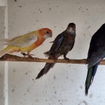 Diverse BergParkieten, Rosella’s