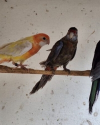 Diverse BergParkieten, Rosella’s