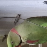 Alexander Parkieten EKW