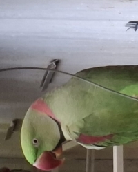 Alexander Parkieten EKW